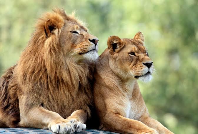 Do you like lions?