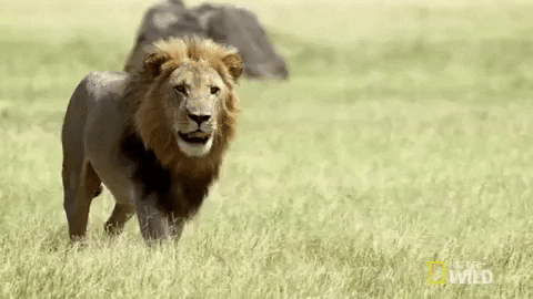 Do you like lions?