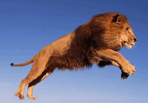 Do you like lions?