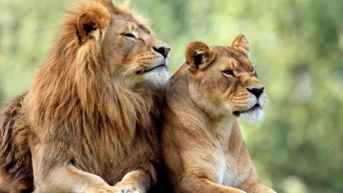 Do you like lions?