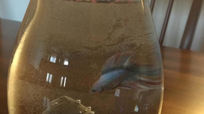 Got my new Betta Fish, Is it normal for the water to look bubbly/foggy?