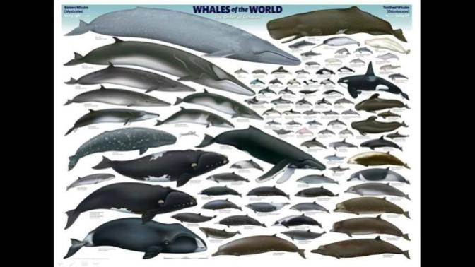 Can You Come Up With a Decisive Way to Refute Whale Evolution?