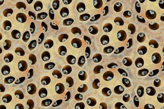 Guys do you have Trypophobia?