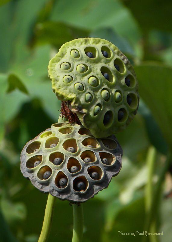 Guys do you have Trypophobia?
