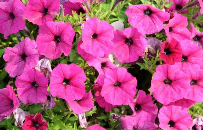 Girls, what's your favorite kind of flower?