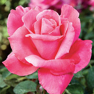 Girls, what's your favorite kind of flower?