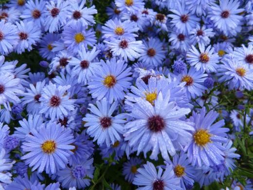 Girls, what's your favorite kind of flower?