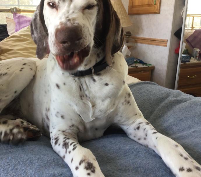 What pets did you have while you were growing up?