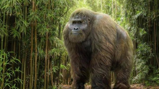 Question for people who believe in the "Ape-men" legends from around the world, do you think that they're all the same species?