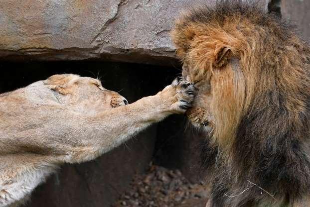 Would women rather try and tame "Savage Alpha Males" then simply just date nice guys?