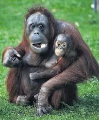 If You Believe That We Evolved From Other Primates, Are You Willing to Help Prevent Endangered Primates From Being Wiped Out? (see my Update links) ?