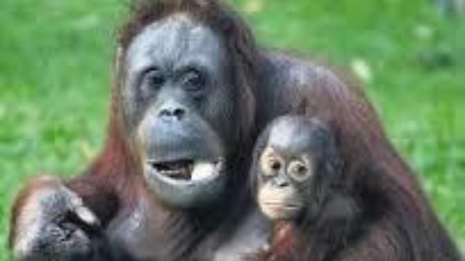 If You Believe That We Evolved From Other Primates, Are You Willing to Help Prevent Endangered Primates From Being Wiped Out? (see my Update links) ?