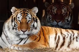 What animal would you like to be reborn as and why?