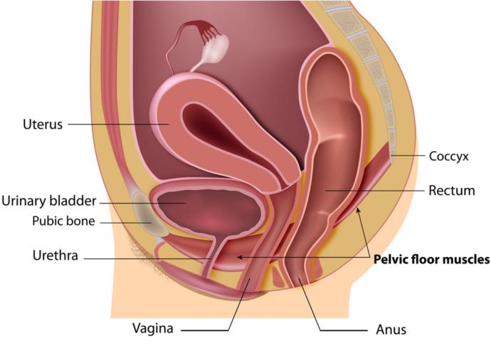 Did you know that girls don't pee with their vaginas?