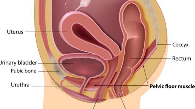 Did you know that girls don't pee with their vaginas?