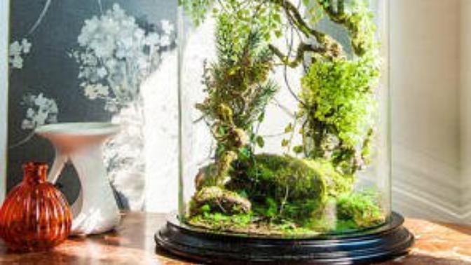 Have you ever done a Terrarium project?