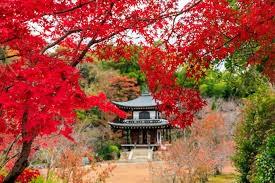 Would you rather visit Japan in Fall or Winter??