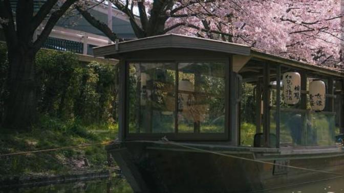 Do you want to see the cherry blossoms in Kyoto?