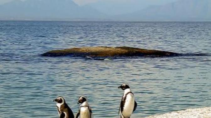 Would you want to visit tropical penguins in their native habitat?