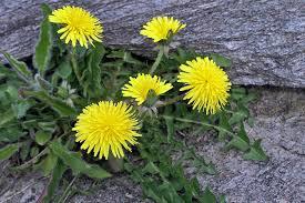 Would you eat a dandelion?