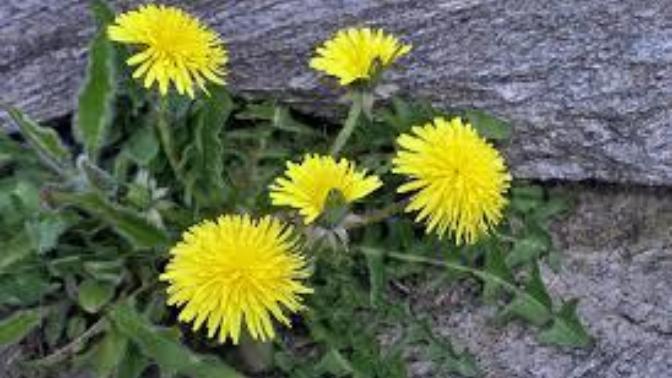 Would you eat a dandelion?