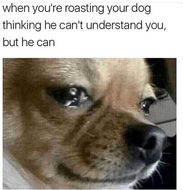 What’s the best meme you’ve ever seen?