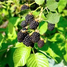What's your fave spring fruit?