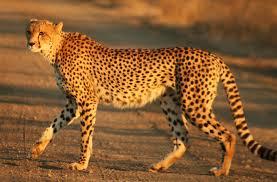 Would you play a card game with a cheetah?