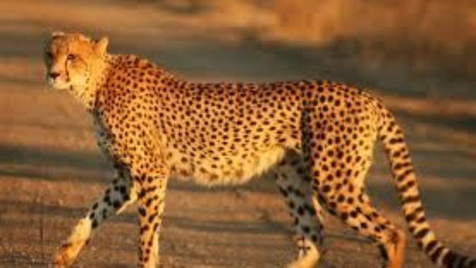 Would you play a card game with a cheetah?