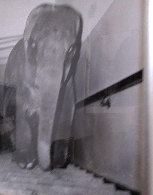Are you scared of walking up stairs at night because of this elephant?