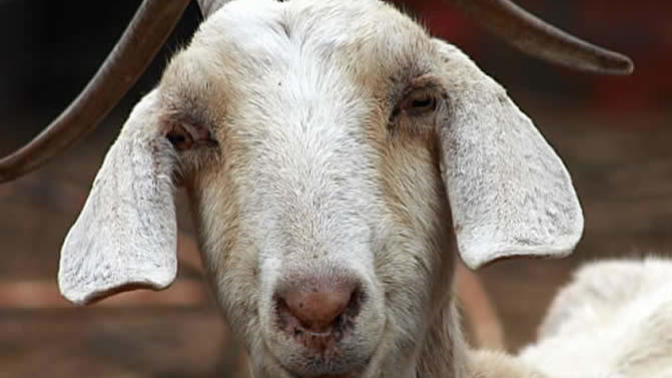 Can you marry a goat in Florida?
