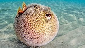 Do you like puffer fish?