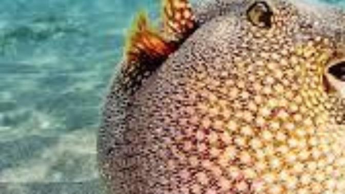 Do you like puffer fish?