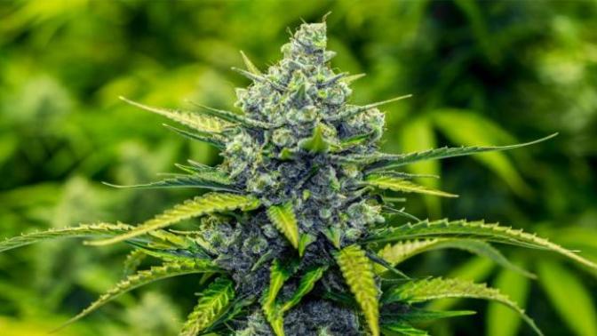 Do you get anxiety from Marijuana?