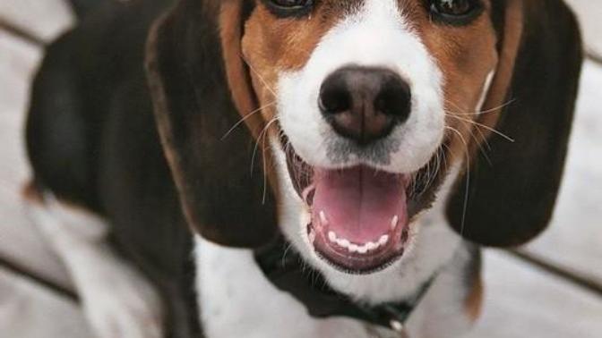 Should we eat dog/cat meat?
