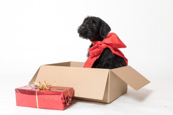 Would you be pissed if someone bought a pet for your child as a birthday present without consulting you?