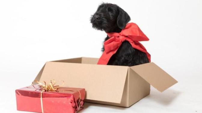 Would you be pissed if someone bought a pet for your child as a birthday present without consulting you?