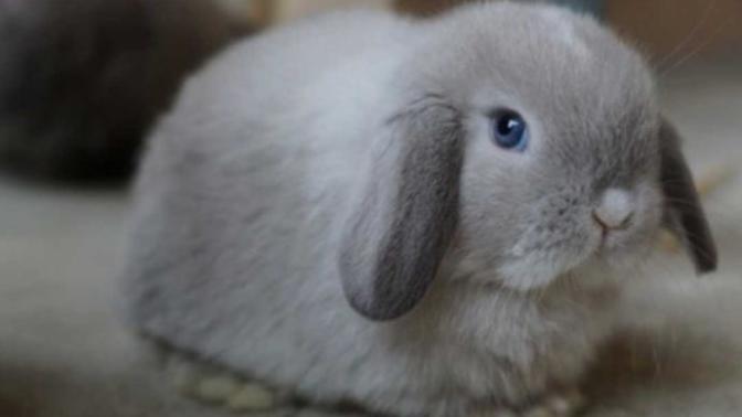 Have you ever wanted a pet that your parents would not let you get no matter how responsible you were?