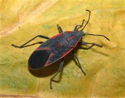 We now have Kissing Bugs , they give you a parasite that over time destroys your heart. Have you been bit on the lips by a Kissing Bug?
