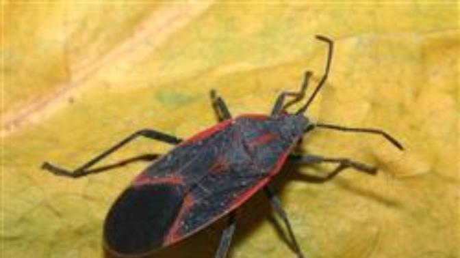 We now have Kissing Bugs , they give you a parasite that over time destroys your heart. Have you been bit on the lips by a Kissing Bug?