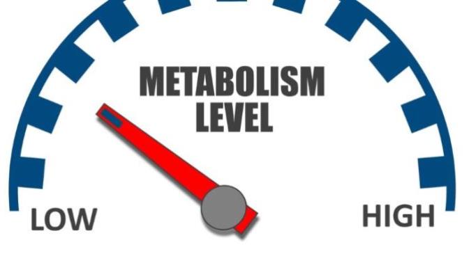 Do You Have A Fast Metabolism?