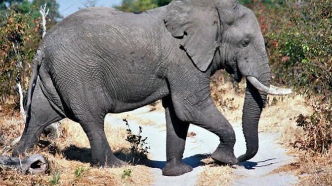 Would you want to visit the Moremi Game Reserve in Botswana?