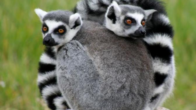 Would you want to visit Madagascar?