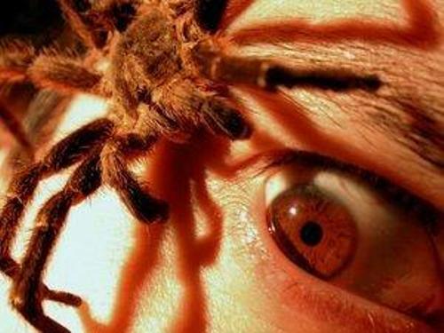Should Phobias/Fears Be Cured - And how?