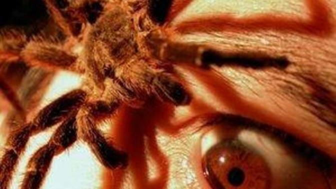 Should Phobias/Fears Be Cured - And how?