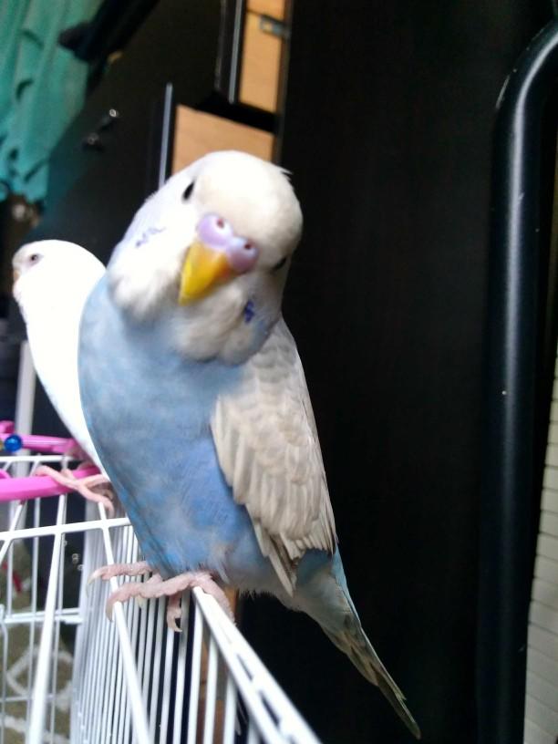 I accidentally stepped on my bird and killed it now I cannot get over