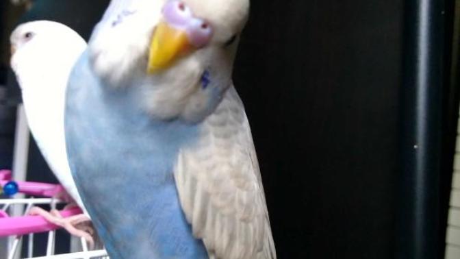 I accidentally stepped on my bird and killed it now I cannot get over it and cry so much. What should I do?