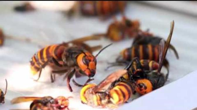 Does this video of hornets stuck on a trap make you sad?