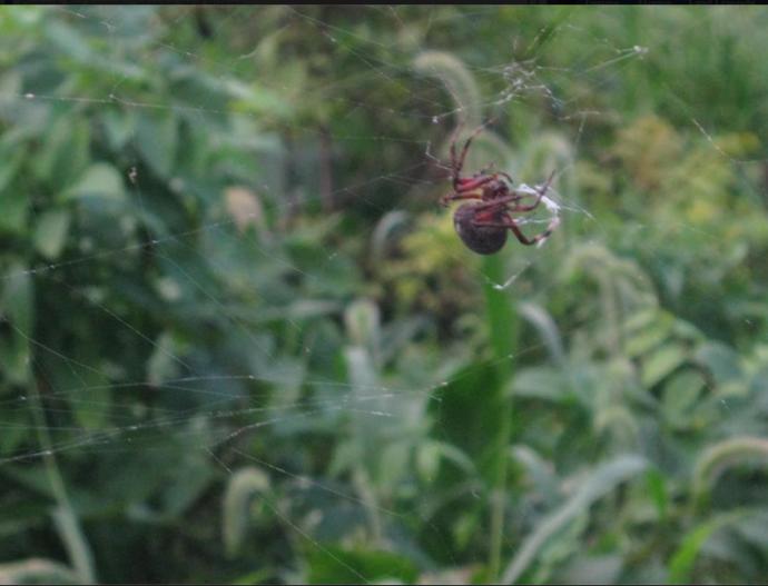 I took a picture of this Poisonous spider in my backyard 8 years ago (2011) what would you rate it?