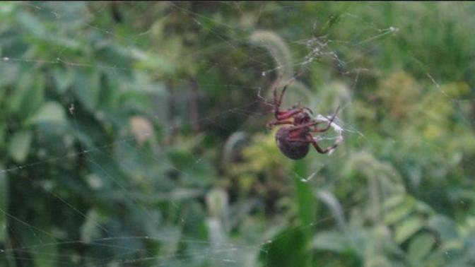 I took a picture of this Poisonous spider in my backyard 8 years ago (2011) what would you rate it?